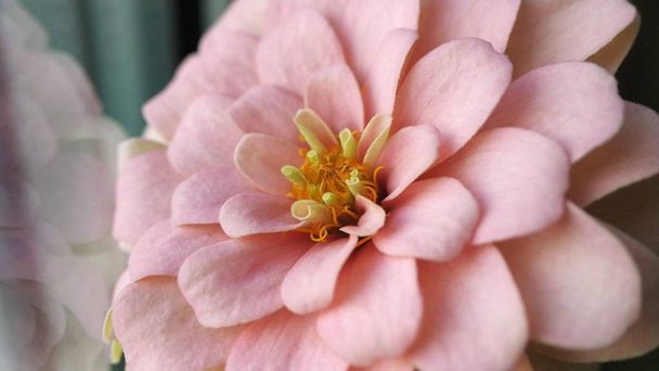 Zahrada s vícebarevné nádherné květy růžové, oranžové barvy - Fotografie, Obrázek