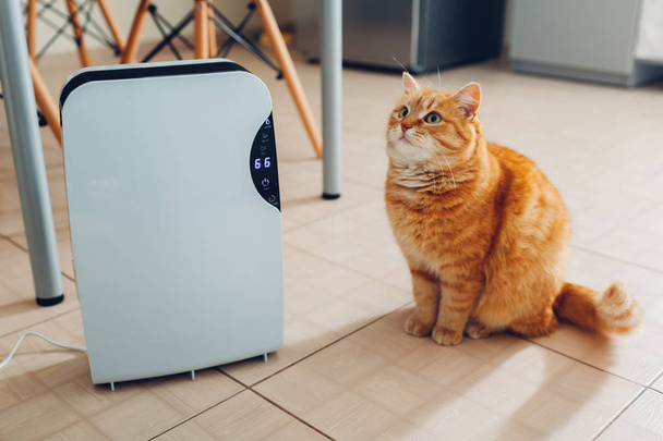 Осушитель с сенсорной панелью, индикатор влажности, ультрафиолетовая лампа, ионизатор воздуха, контейнер для воды работает дома, в то время как кошка сидит рядом с ним на кухне. Фен
 - Фото, изображение