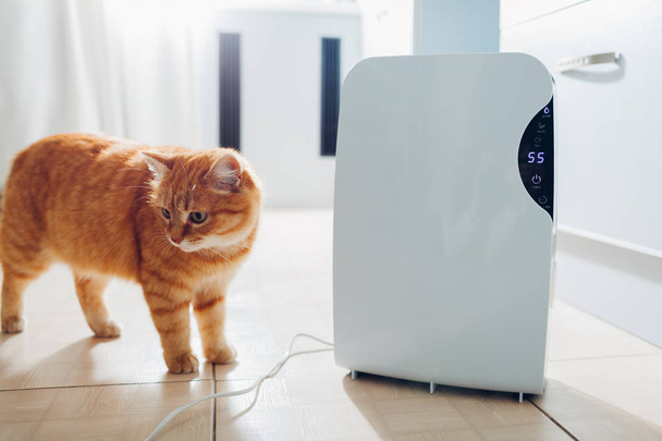 Desumidificador com painel de toque, indicador de umidade, lâmpada UV, ionizador de ar, recipiente de água funciona em casa, enquanto gato andando na cozinha. Secador de ar
 - Foto, Imagem
