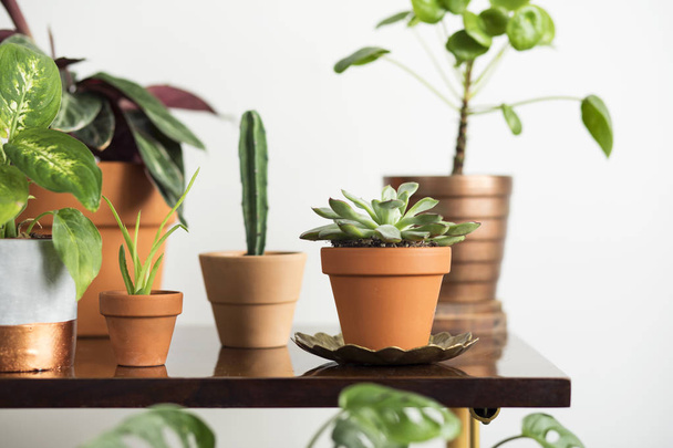Green houseplants in clay pots standing on brown table on white background - Valokuva, kuva