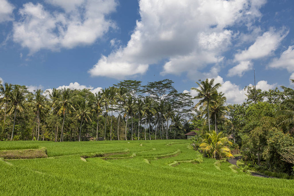 Los mejores paisajes y paisajes asiáticos escénicos, la cultura de la gente y la naturaleza de las islas Bali y Java, lugares de viaje en Indonesia
 - Foto, imagen