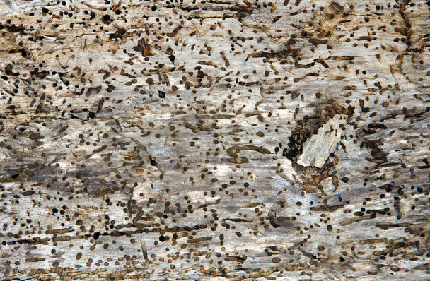 Ağaç delikleri ve beatles tarafından oluşturulan burrows ile eski günlük Anobium punctatum - Fotoğraf, Görsel