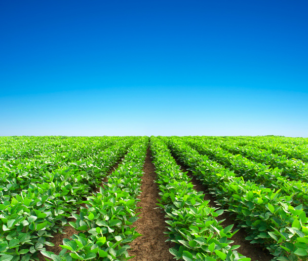 Green rows on field. - Photo, Image