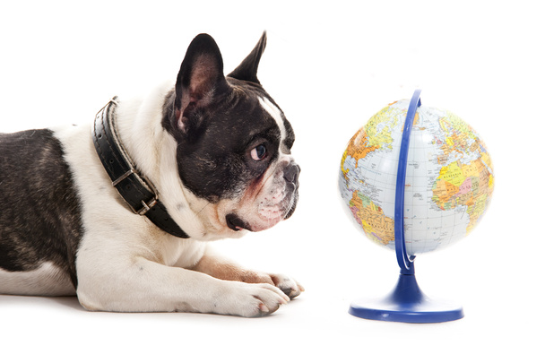 Собака с картой мира на белом фоне
 - Фото, изображение