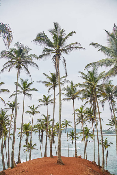 Palms trees. secret beach. Mirissa, Sri Lanka - Photo, Image