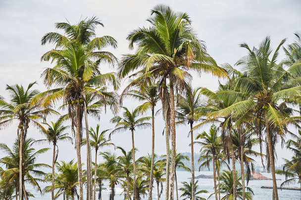 Palms drzew. tajne plaży. Mirissa, Sri Lanka - Zdjęcie, obraz