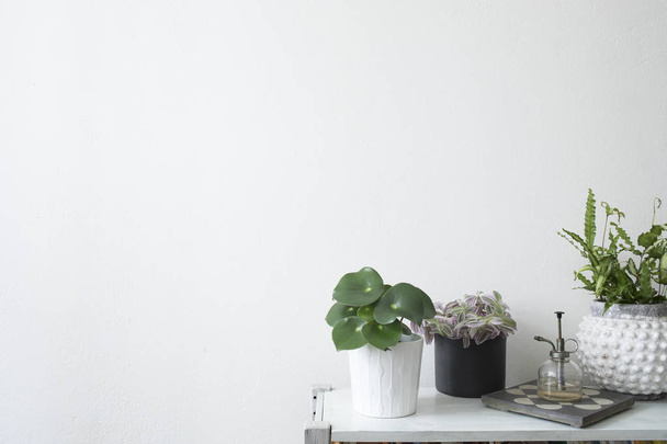 The minimalistic and modern home interior with plants and vintage sprinkler on the shelf. White background wall with copy space. - Foto, afbeelding