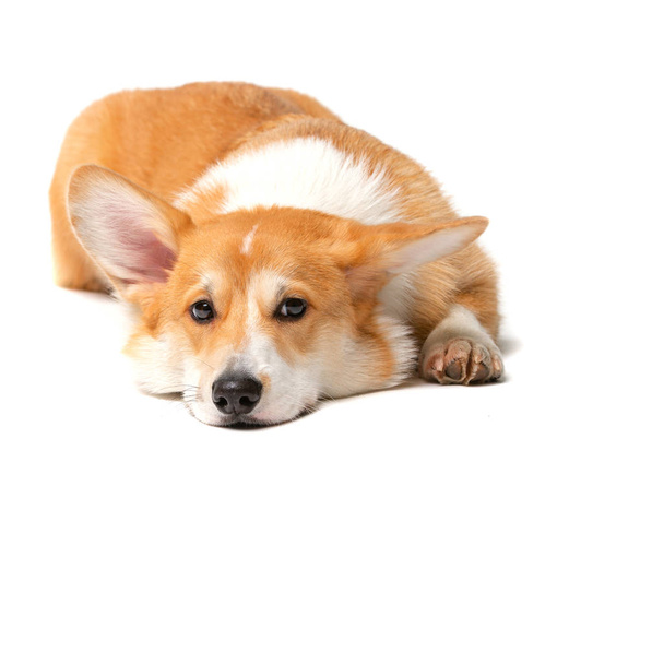 Corgi Fluffy Dog Isolated - Foto, immagini