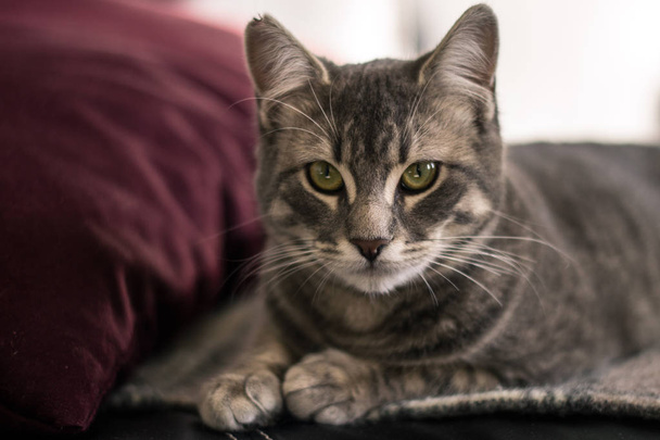 Yatakta oturmuş ve ileriye dönük gri kedi - Fotoğraf, Görsel
