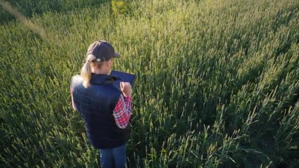 Woman agronomist working in a wheat field, top view - Felvétel, videó