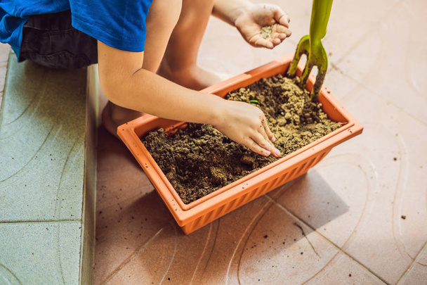Little cute boy sows seeds in a flower pot in the garden - Φωτογραφία, εικόνα