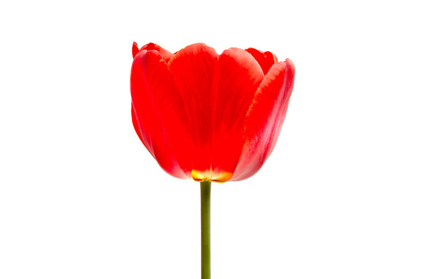 red tulip isolated on white background - Foto, Bild