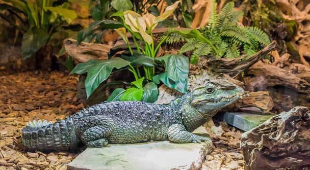 dwarf caiman crocodile laying on a stone, tropical reptile from America - Photo, Image