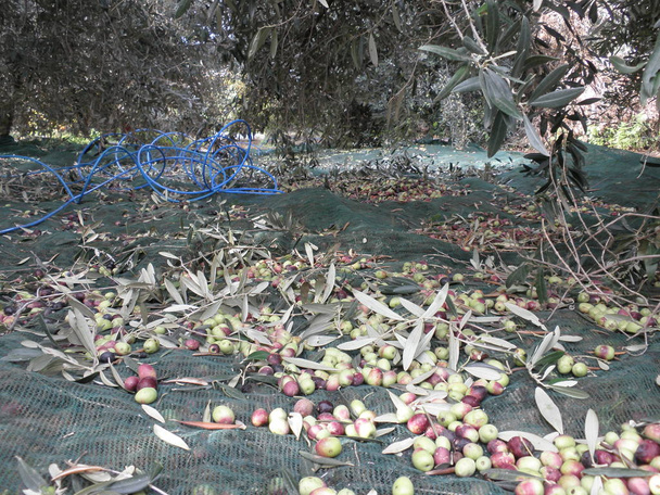 The beautiful Olive in farmland - Photo, Image