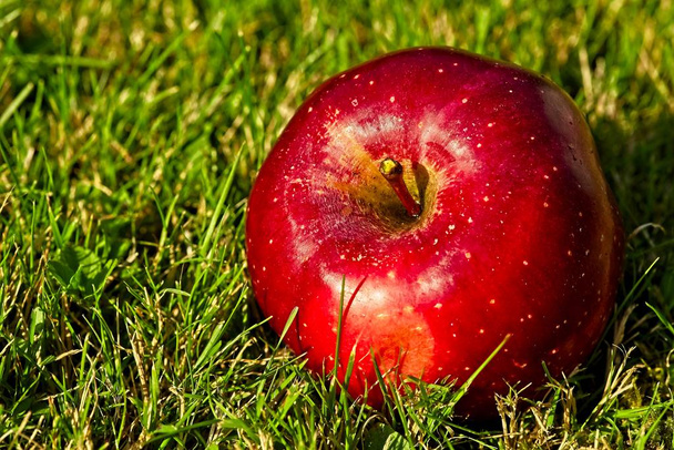 Singel nice big red apple on green grass. - Zdjęcie, obraz