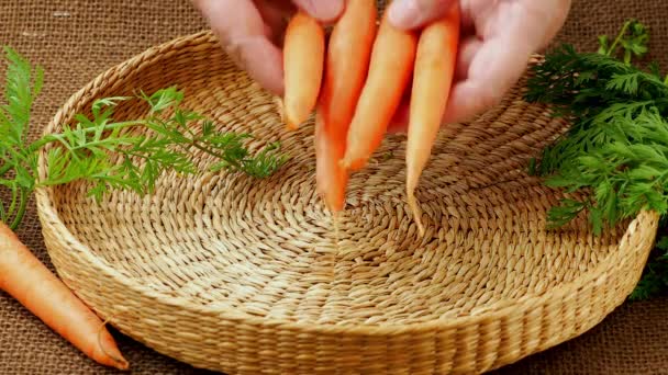 Fresh carrot, root vegetable. - Footage, Video