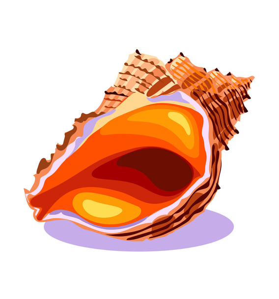 Ocean seashell in close-up, sea shell, object isolated, summer concept, symbol, icon, vector illustration on white - Vector, Image