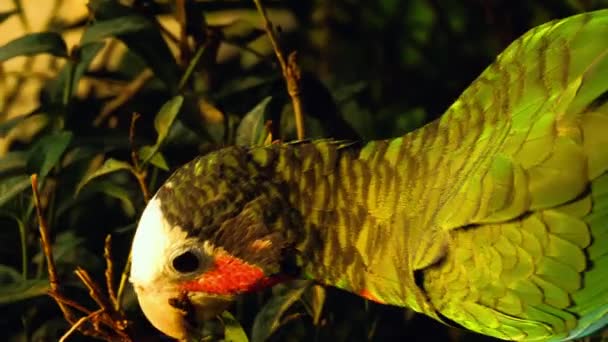 Fischeri lovebird parrot - Footage, Video