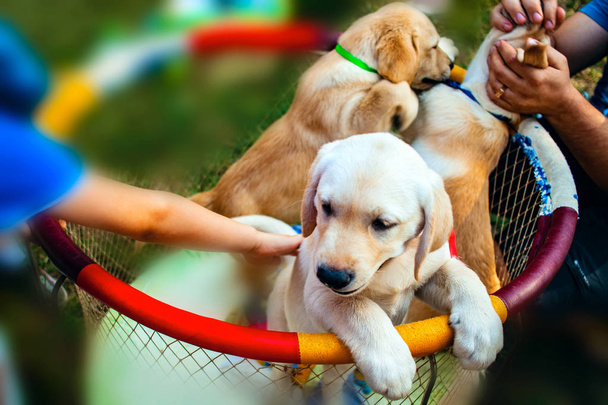Cachorro labrador amarillo. Chicos jugando con cachorros labradores. entretenimiento para niños
 - Foto, Imagen