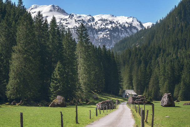 Paysage ensoleillé avec une route de campagne vers les forêts de sapins et les sommets enneigés, près de Saint-Gall, en Suisse, au printemps
. - Photo, image