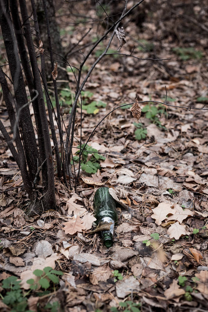 Green beer bottle on the ground in the forest - 写真・画像