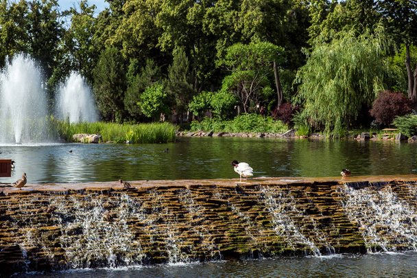 decorative artificial pond with a fountain and a cascading waterfall in which ducks walk and swim with ducklings. - Valokuva, kuva