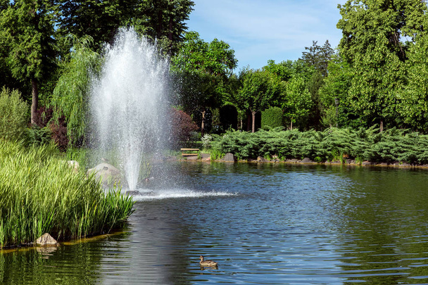 decorative pond with floating duck with reeds and a fountain on the shore landscaping of the shore with a thuja bush in the background are tall deciduous green trees. - Фото, зображення