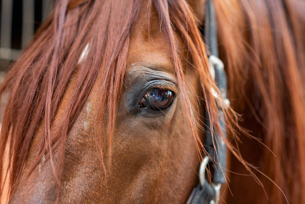 Close up of a horse - Photo, Image