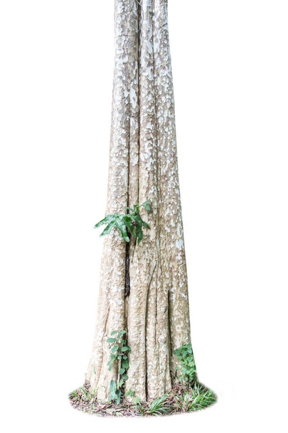 Beyaz Arkaplan 'da izole edilmiş büyük bir ağaç. Tasarım, reklam ve mimari için kullanılan tropikal ağaçlar - Fotoğraf, Görsel