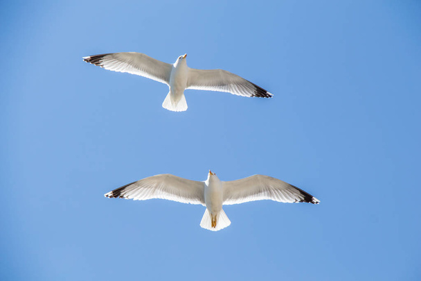 Duas gaivotas voando em um céu como fundo - Foto, Imagem