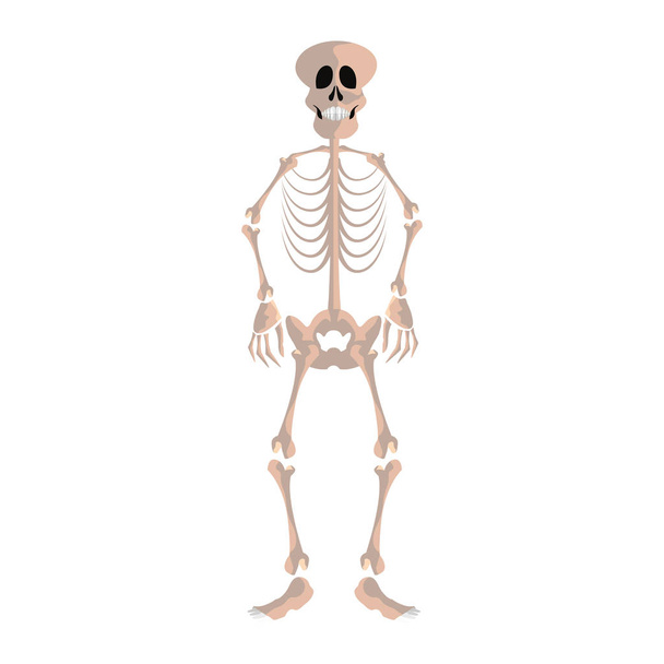 скелет человека на белом фоне векторной иллюстрации
 - Вектор,изображение