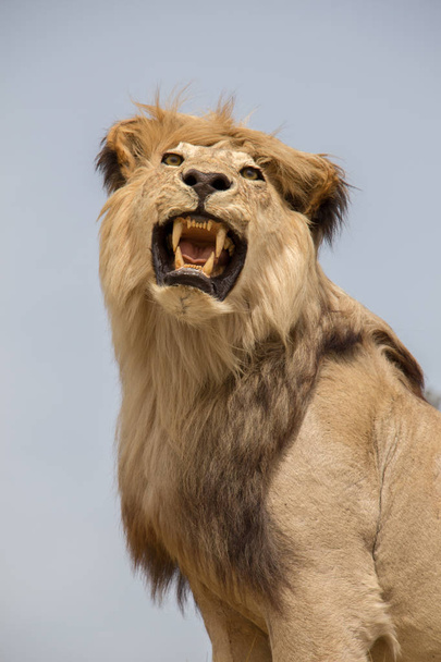 Pää täytetty leijona suu auki - Valokuva, kuva