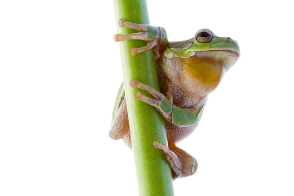деревна жаба
 - Фото, зображення