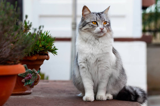 Ritratto di un bel gatto dai capelli lunghi, bianco e grigio, con gli occhi gialli
. - Foto, immagini