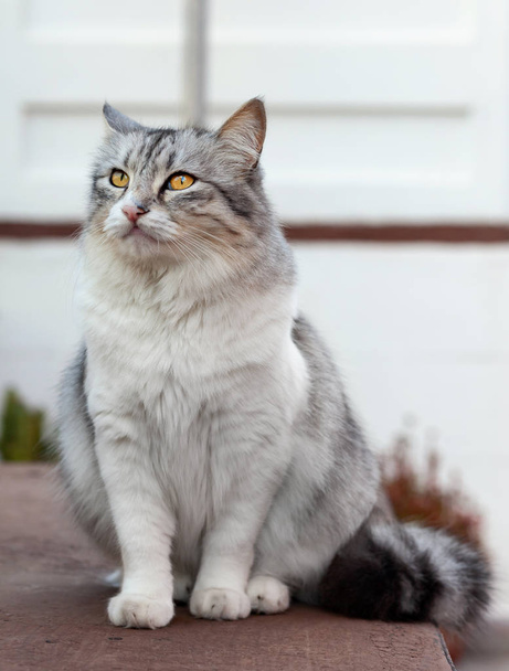 Portrét krásné dlouhosrsté kočky - Fotografie, Obrázek
