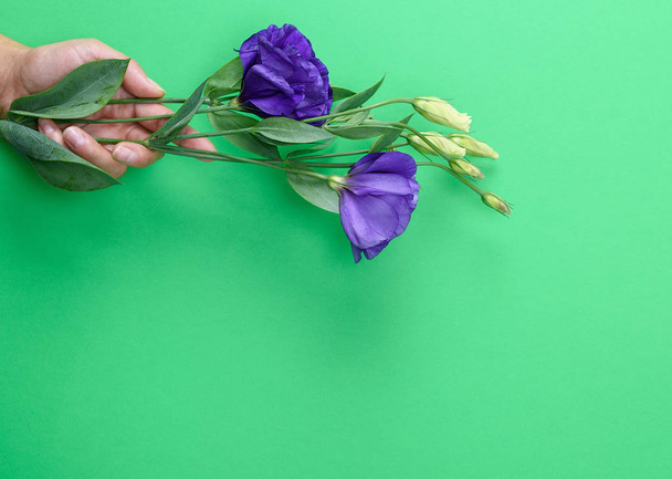 female hand  holding a branch of a flower Eustoma Lisianthus  with blue buds on a green background, copy space - Fotoğraf, Görsel