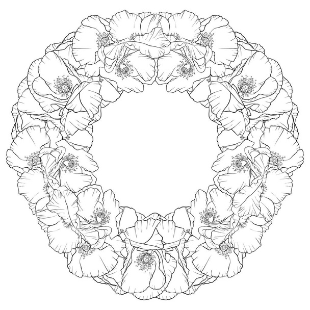 vector drawing poppy flowers - Vector, imagen