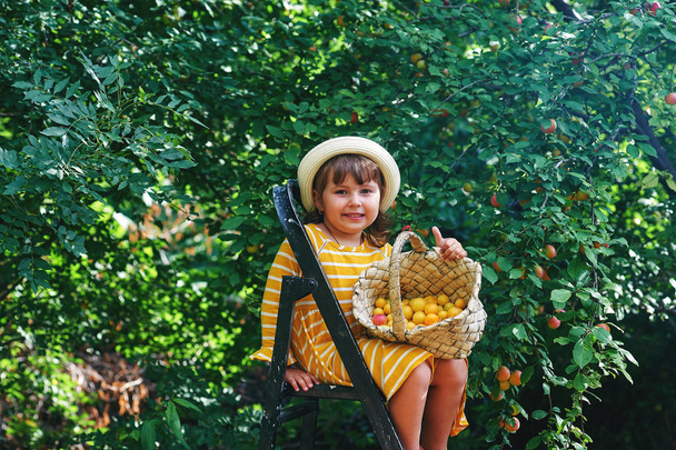 Весела маленька дівчинка в саду збирає фрукти в кошику
 - Фото, зображення