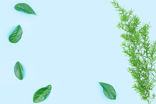 Green leaf for frame on blue background. - Photo, Image