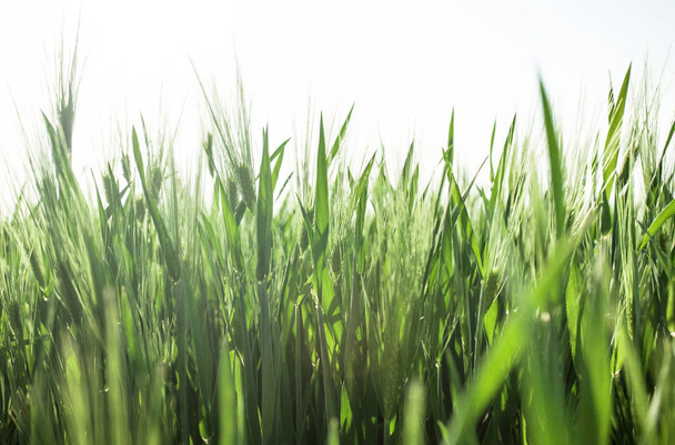 primo piano del campo di grano verde - Foto, immagini