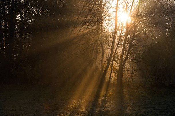 Golden sun rays penetrate through the trees on early foggy autumn morning - Фото, зображення