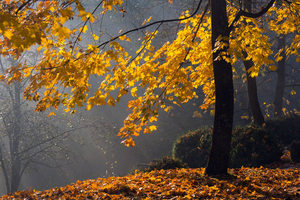 Золоті сонячні промені проникають крізь дерева раннього туманного осіннього ранку
 - Фото, зображення
