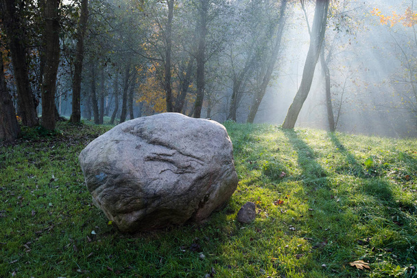 黄金の太陽光線は霧秋早朝前景草を置く大胆な大きな岩の木を貫通します。  - 写真・画像