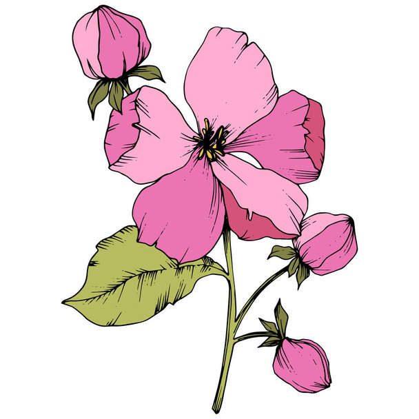 Vector Apple blossom floral botanical flower. Pink and green engraved ink art. Isolated flowers illustration element. - Vettoriali, immagini