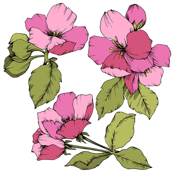 Διάνυσμα Apple blossom floral βοτανικό λουλούδι. Ροζ και πράσινο χαραγμένο μελάνι τέχνης. Απομονωμένη λουλούδια εικονογράφηση στοιχείο. - Διάνυσμα, εικόνα