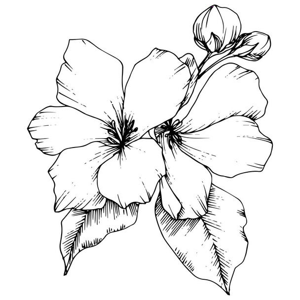 りんごの花の花植物花をベクトルします。黒と白には、アートが刻まれています。孤立した花の図要素. - ベクター画像