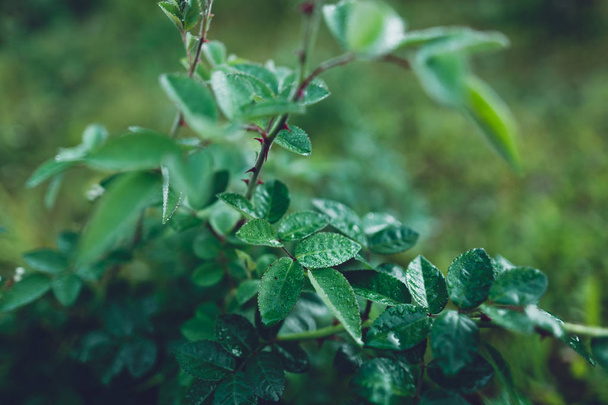 Роза листя в зелений прохолодний вранці - Фото, зображення