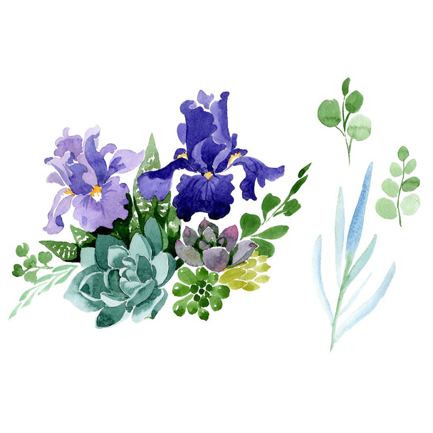 Фиолетовые ирисы цветочный ботанический цветок. Набор акварельных фонов. Изолированный элемент иллюстрации букета
. - Фото, изображение