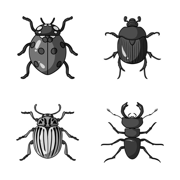 Vector ontwerp van insecten en kever logo. Collectie van insecten en halloween vector pictogram voor voorraad. - Vector, afbeelding