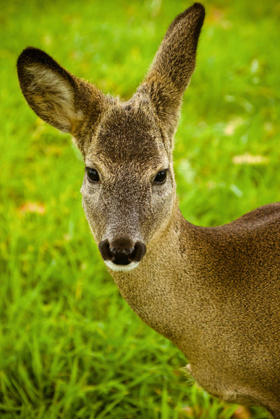 jeleny na louku s zelená  - Fotografie, Obrázek